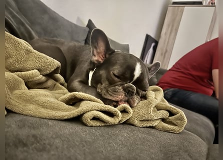 Französische Bulldogge