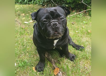 Verschmuste französische Bulldogge (7,5 Jahre alt) sucht neues Zuhause