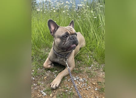 Französische Bulldogge Manfred (6J.)