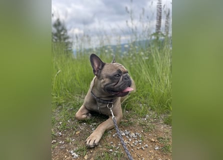 Französische Bulldogge Manfred (6J.)