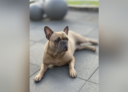 Französische Bulldogge Manfred (6J.)