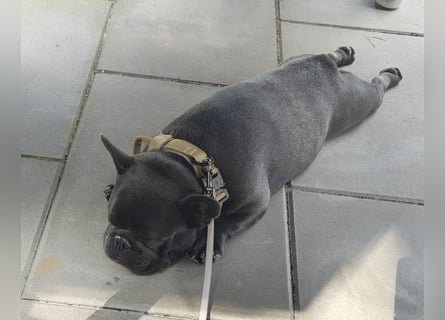 Französische Bulldogge, Rüde, Blue Brindle, freundlich , stubenrein, gesund sucht neues Heim