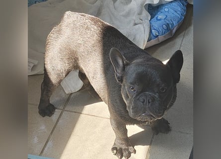 Französische Bulldogge, Rüde, Blue Brindle, freundlich , stubenrein, gesund sucht neues Heim