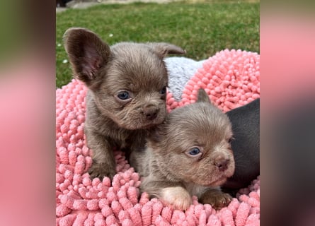 3 wunderschöne Französische Bulldoggen in Fluffy oder Kurzhaar