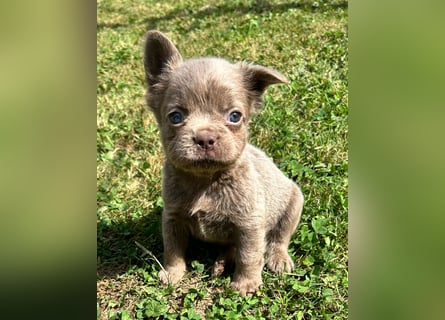 3 wunderschöne Französische Bulldoggen in Fluffy oder Kurzhaar