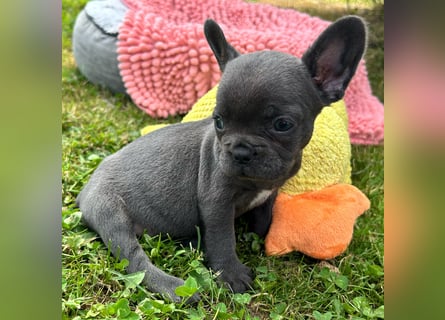 3 wunderschöne Französische Bulldoggen in Fluffy oder Kurzhaar