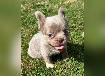 3 wunderschöne Französische Bulldoggen in Fluffy oder Kurzhaar