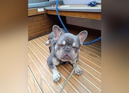 Französische Bulldogge
