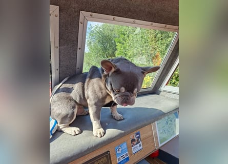 Französische Bulldogge