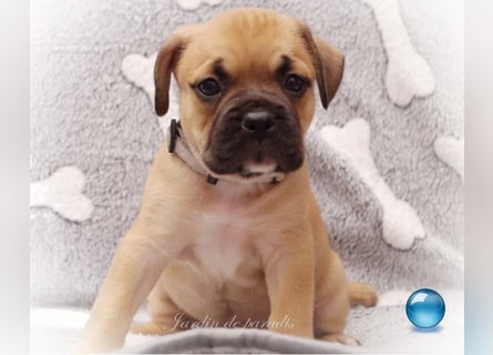 Alternativ Französische Bulldoggen mit Rute und guter Schnauze inkl Ahnentafel
