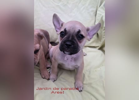 Alternativ Französische Bulldoggen mit Rute und guter Schnauze inkl Ahnentafel
