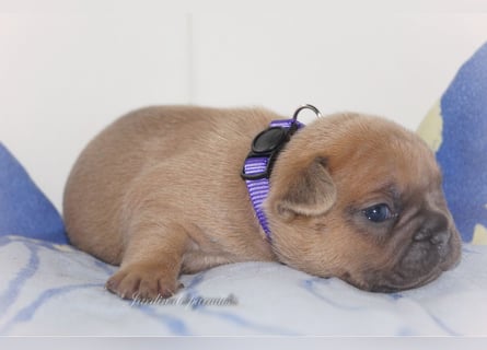 Alternativ Französische Bulldoggen mit Ahnentafel suchen noch eine Familie