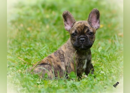 Alternativ Französische Bulldoggen mit Ahnentafel suchen noch eine Familie