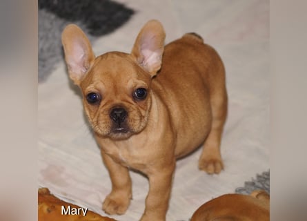 Alternativ Französische Bulldoggen mit Rute und guter Schnauze inkl Ahnentafel