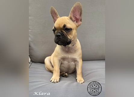 Alternativ Französische Bulldoggen mit Ahnentafel suchen noch eine Familie