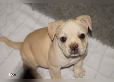 Alternativ Französische Bulldoggen mit Rute und guter Schnauze inkl Ahnentafel