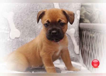 Alternativ Französische Bulldoggen mit Rute und guter Schnauze inkl Ahnentafel
