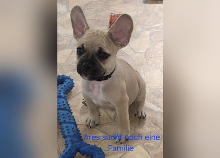 Alternativ Französische Bulldoggen mit Rute und guter Schnauze inkl Ahnentafel