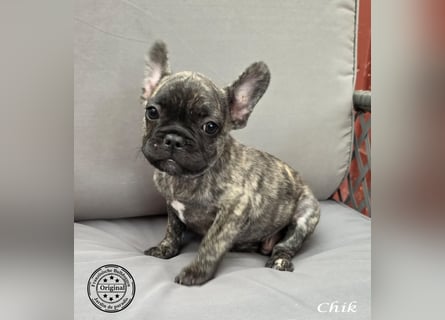 Alternativ Französische Bulldoggen mit Ahnentafel suchen noch eine Familie
