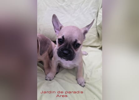 Alternativ Französische Bulldoggen mit Rute und guter Schnauze inkl Ahnentafel