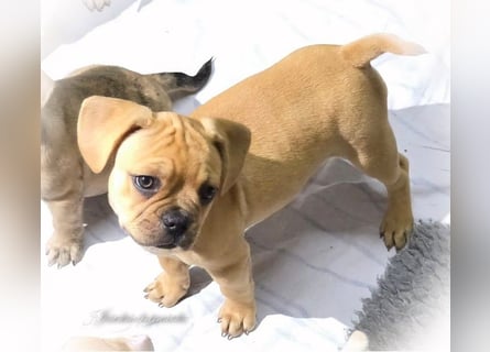Alternativ Französische Bulldoggen "Lumpi" mit Rute und guter Schnauze inkl Ahnentafel