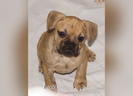 Alternativ Französische Bulldoggen mit Rute und guter Schnauze inkl Ahnentafel