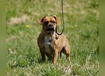 Alternativ Französische Bulldoggen mit Rute und guter Schnauze inkl Ahnentafel