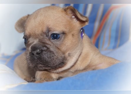 Alternativ Französische Bulldoggen mit Ahnentafel suchen noch eine Familie