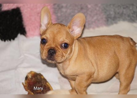 Alternativ Französische Bulldoggen mit Rute und guter Schnauze inkl Ahnentafel