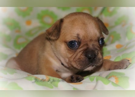 Alternativ Französische Bulldoggen mit Ahnentafel suchen noch eine Familie