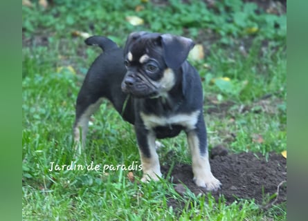 Alternativ Französische Bulldoggen mit Rute und guter Schnauze inkl Ahnentafel