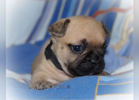 Alternativ Französische Bulldoggen mit Ahnentafel suchen noch eine Familie