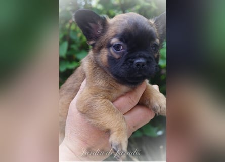 Alternativ Französische Bulldoggen mit Ahnentafel suchen noch eine Familie