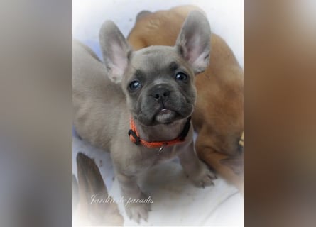 Alternativ Französische Bulldoggen mit Rute und guter Schnauze inkl Ahnentafel