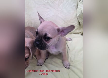 Alternativ Französische Bulldoggen mit Rute und guter Schnauze inkl Ahnentafel