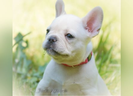 Alternativ Französische Bulldoggen mit Ahnentafel suchen noch eine Familie
