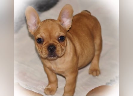 Alternativ Französische Bulldoggen mit Rute und guter Schnauze inkl Ahnentafel