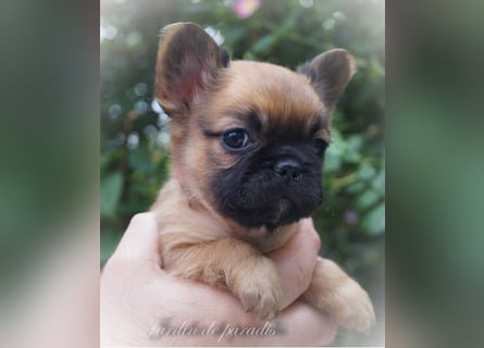 Alternativ Französische Bulldoggen mit Ahnentafel suchen noch eine Familie