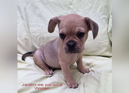 Alternativ Französische Bulldoggen mit Rute und guter Schnauze inkl Ahnentafel