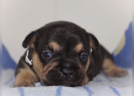 Alternativ Französische Bulldoggen mit Ahnentafel suchen noch eine Familie