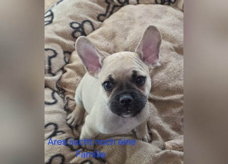 Alternativ Französische Bulldoggen mit Rute und guter Schnauze inkl Ahnentafel