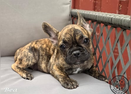 Alternativ Französische Bulldoggen mit Ahnentafel suchen noch eine Familie