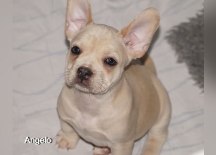 Alternativ Französische Bulldoggen mit Rute und guter Schnauze inkl Ahnentafel