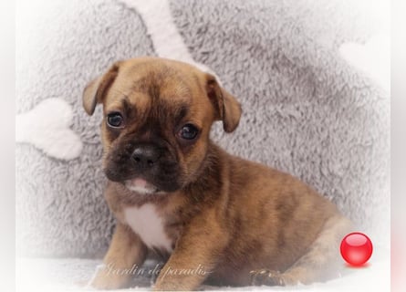Alternativ Französische Bulldoggen mit Rute und guter Schnauze inkl Ahnentafel