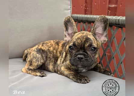 Alternativ Französische Bulldoggen mit Ahnentafel suchen noch eine Familie