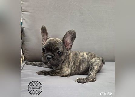Alternativ Französische Bulldoggen mit Ahnentafel suchen noch eine Familie