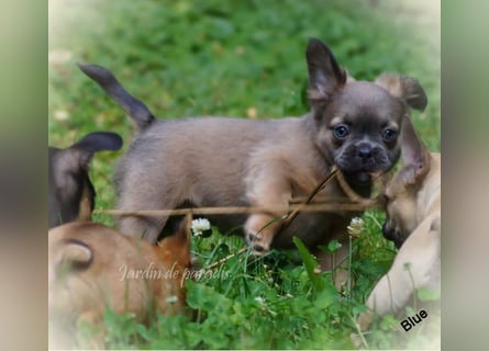 Alternativ Französische Bulldoggen mit Ahnentafel suchen noch eine Familie