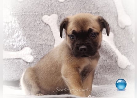 Alternativ Französische Bulldoggen mit Rute und guter Schnauze inkl Ahnentafel