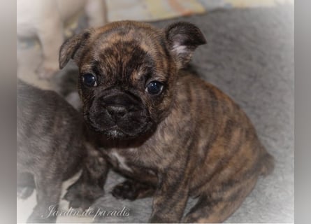 Alternativ Französische Bulldoggen mit Ahnentafel suchen noch eine Familie
