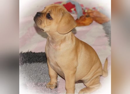 Alternativ Französische Bulldoggen "Lumpi" mit Rute und guter Schnauze inkl Ahnentafel
